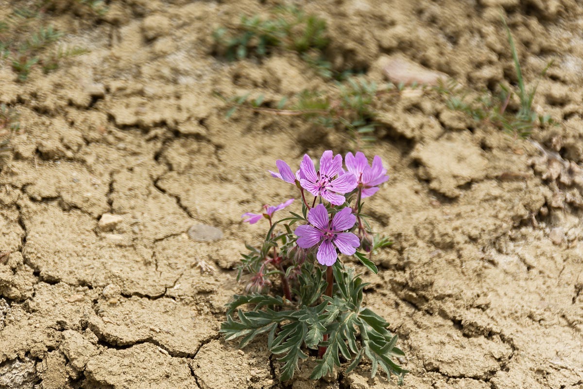 Purple desert flowers close-up. dry summer without rain. Cracked earth and blooming wildflowers. The concept of global warming and climate change. Hot, sultry air. Atmospheric conceptual natural photo By Anna Pismenskova