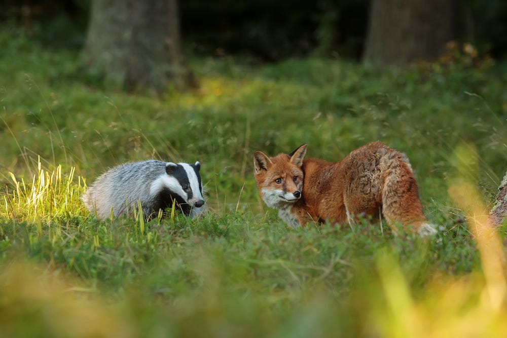 Things You Never Knew About Badgers & Foxes - Wildthings Things You Never Knew About Badgers & Foxes - Wildthings