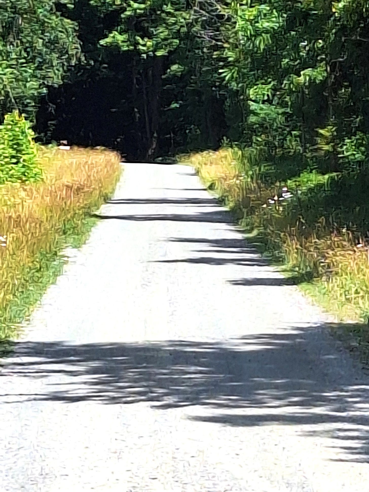 A quiet country road stretches toward a shaded tree line on a bright summer day. Sunlight and shadows fall across the road, symbolizing God's quiet provision and the unexpected ways He prepares the path ahead.