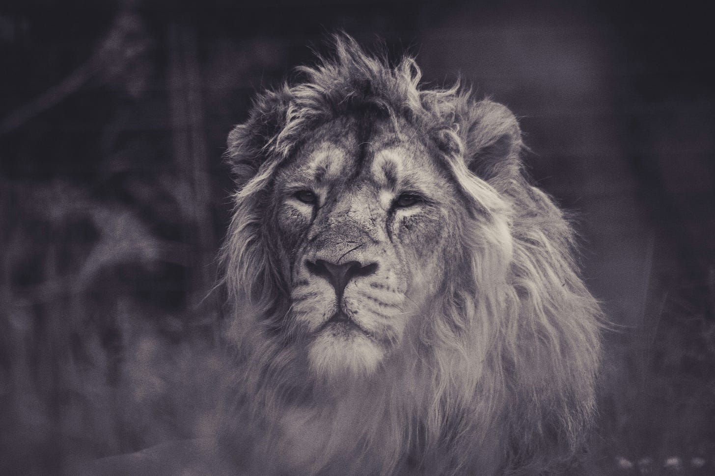 Photo by <a href="https://unsplash.com/@fridalannerstrom?utm_content=creditCopyText&utm_medium=referral&utm_source=unsplash">Frida Lannerström</a> on <a href="https://unsplash.com/photos/grayscale-photography-of-lion-IxlY2KB4Krs?utm_content=creditCopyText&utm_medium=referral&utm_source=unsplash">Unsplash</a>       