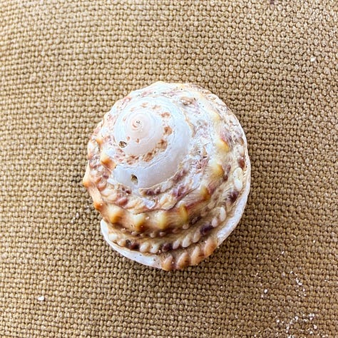 Journaling shells costa rica