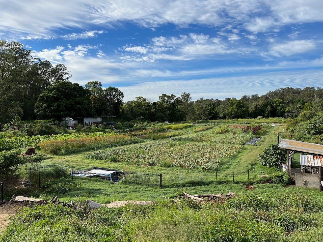 looking out over the farm, garlic fields in immediate view and shed to the left, blue sky with clear clouds at top