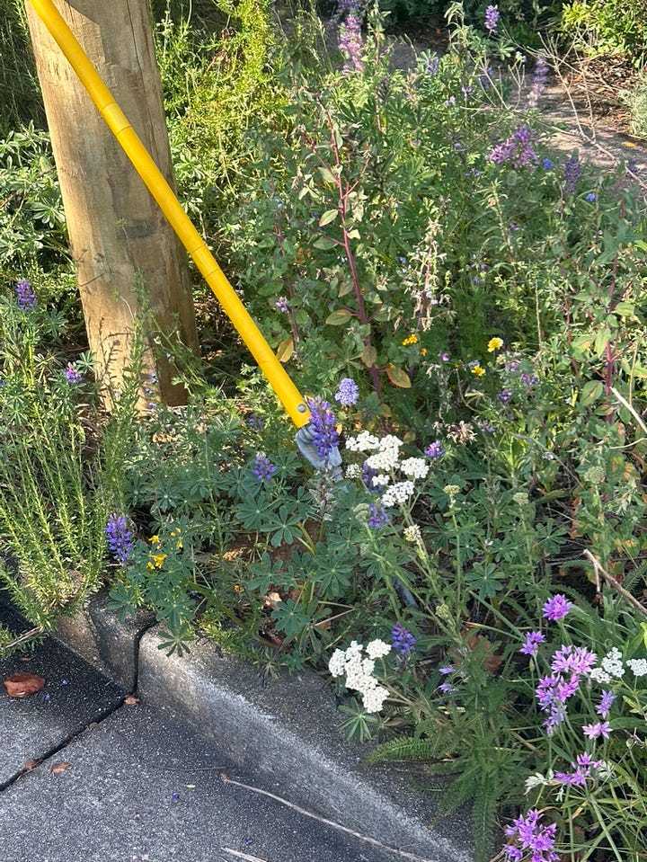 buckwheat flowers, sidewalk wildflowers, moth on hike, tea on the water