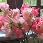 For the love of sweet peas