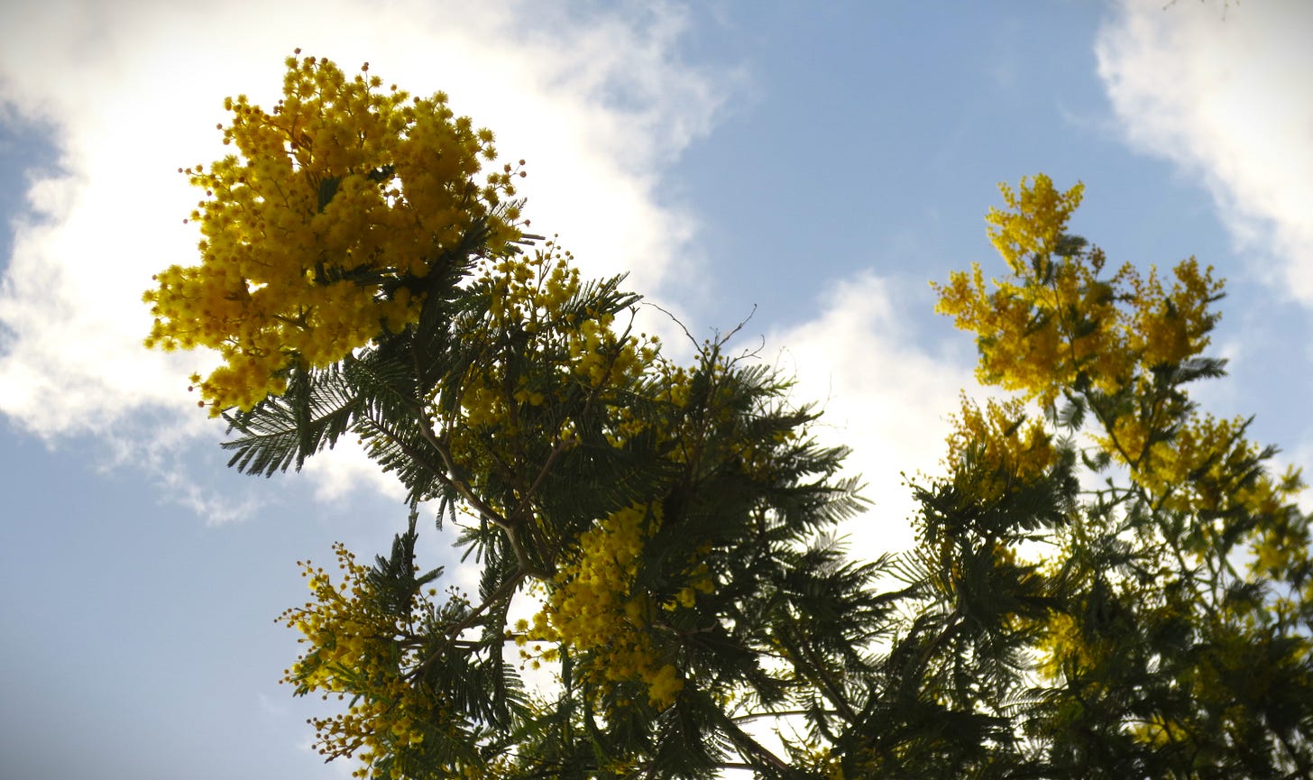 Fotografia di alcuni rami alti di un albero di mimosa sullo sfondo di un cielo blu con qualche nuvola bianca