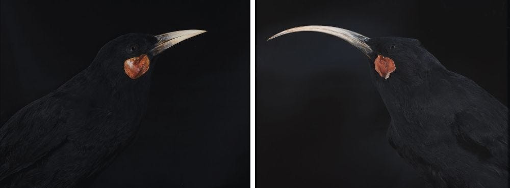 FIONA PARDINGTON Andrew's Huia Pair FIONA PARDINGTON Andrew's Huia Pair