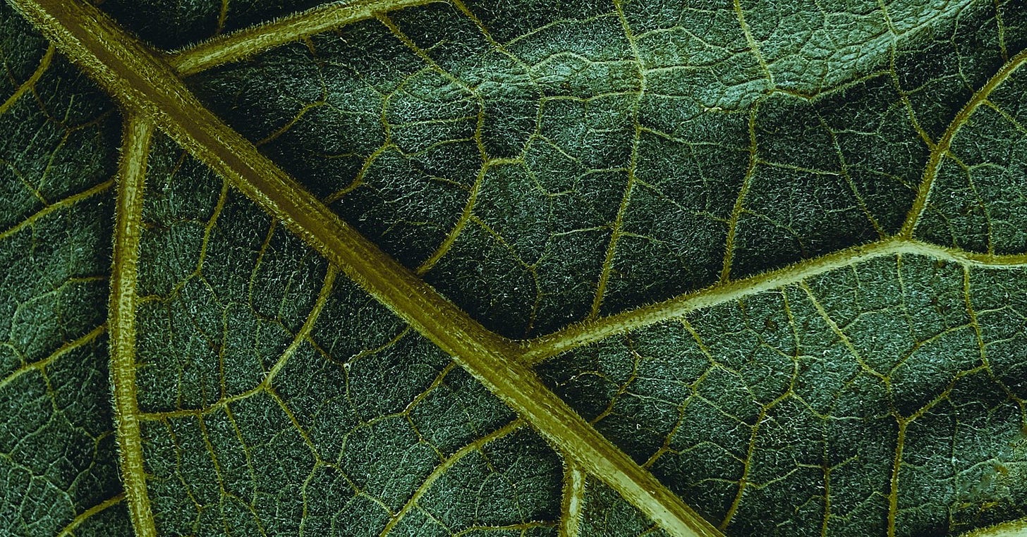 green leaf in close up photography