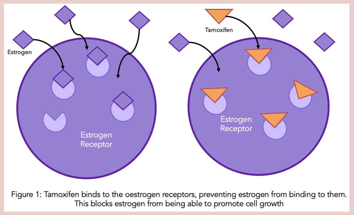 semaglutide and tamoxifen The Tamoxifen Paradox: Demystifying endocrine therapy