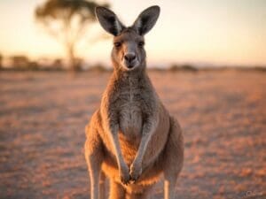 Australia Travel 2025