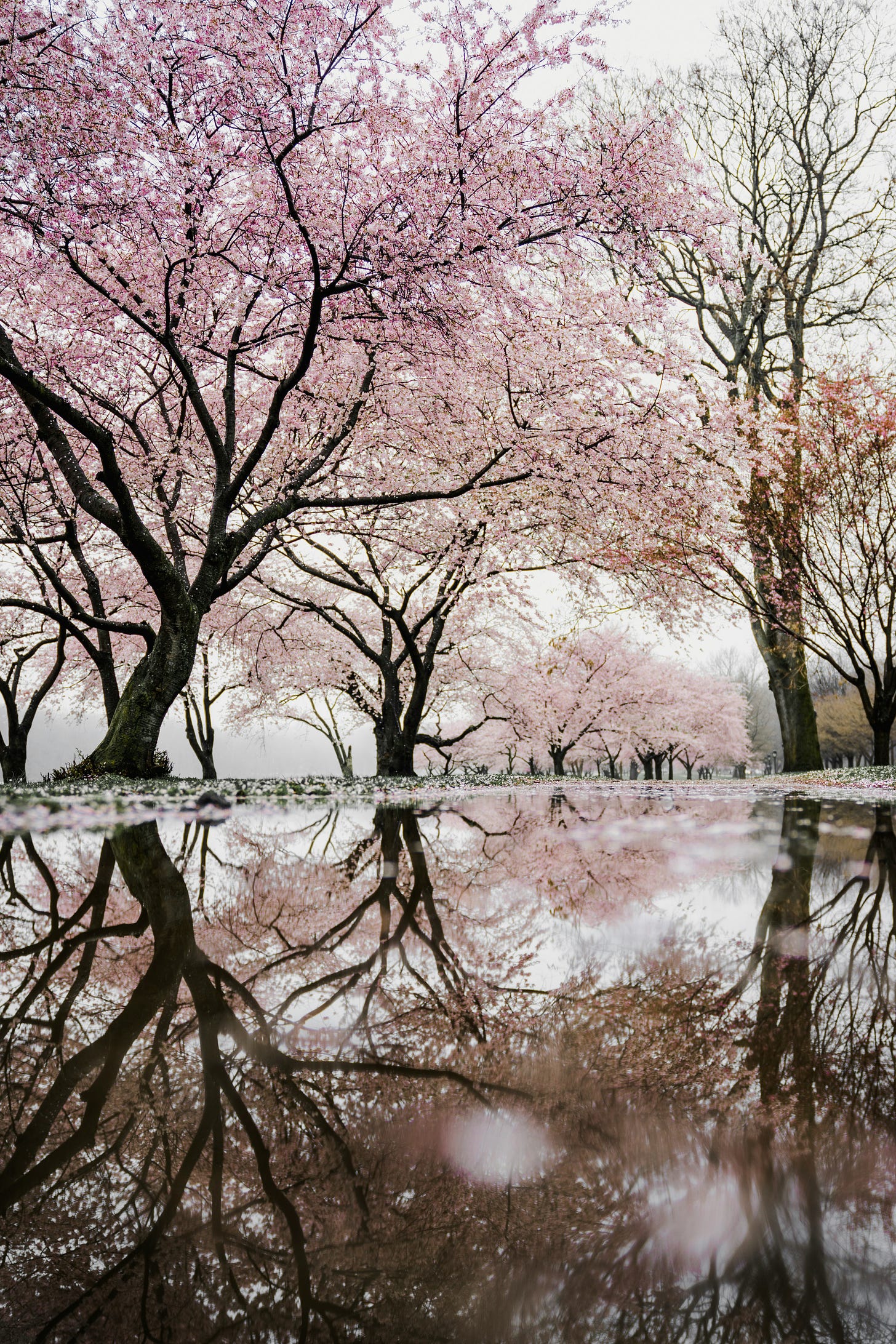 pink blossom trees on Fully Expressed by Sarina Zoe