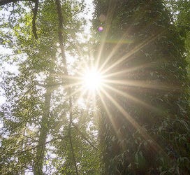 sunstar