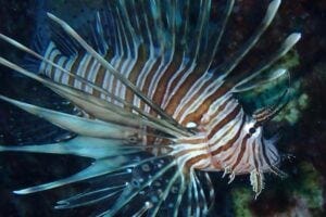 Lionfish
