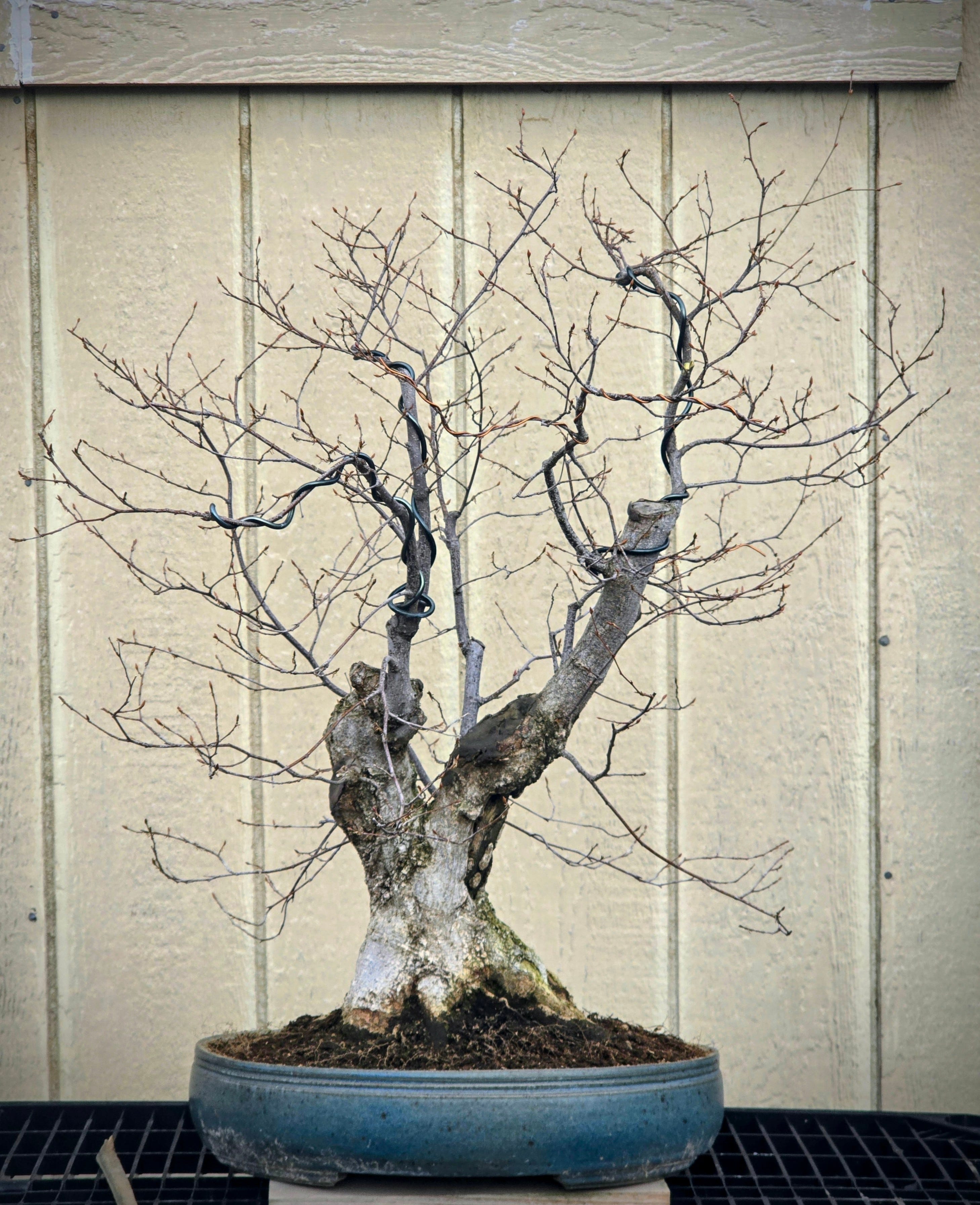 It's bonsai repotting season