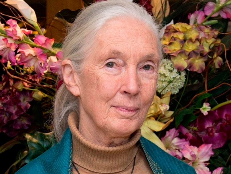 Dr Jane Goodall, a pioneering primate ethologist and global icon for conservation