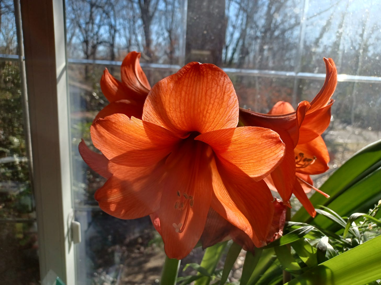 red amaryllis flowers