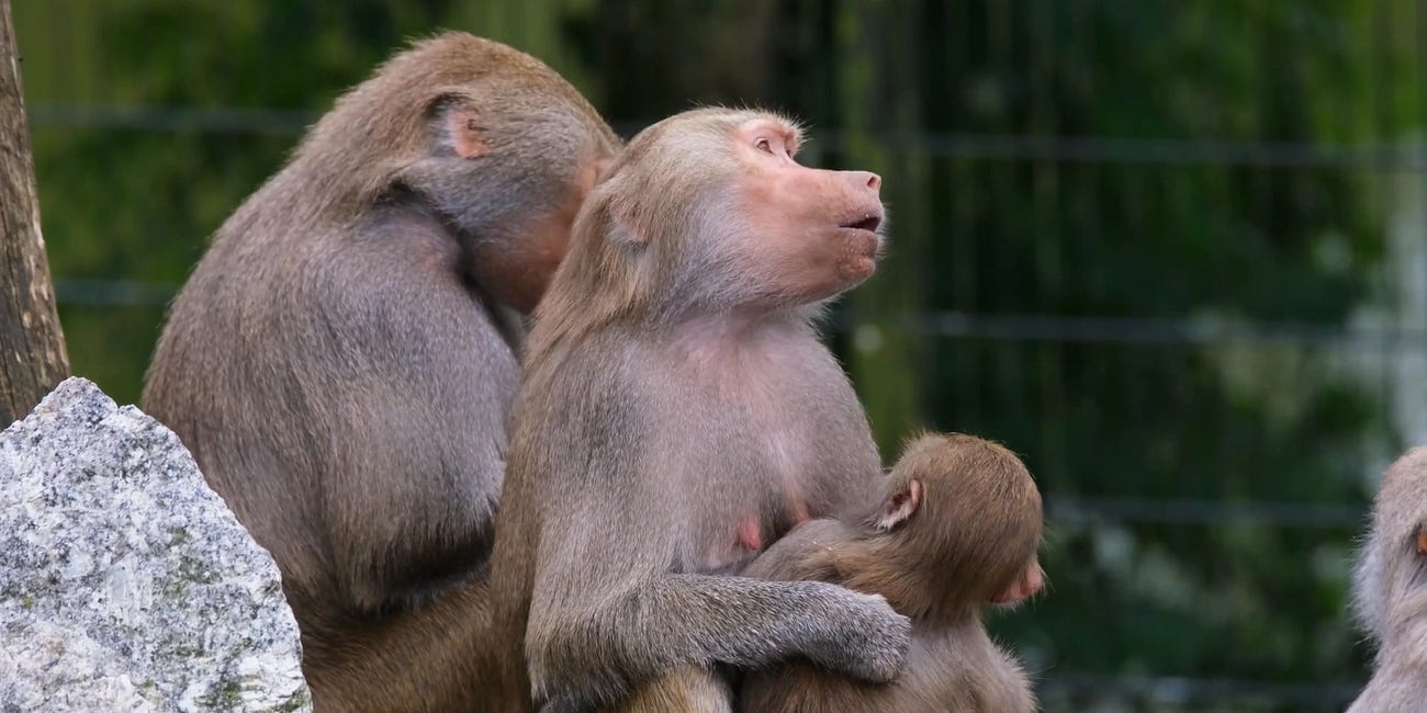 The human factor and the disastrous ongoing collapse of essential societal foundations for one health