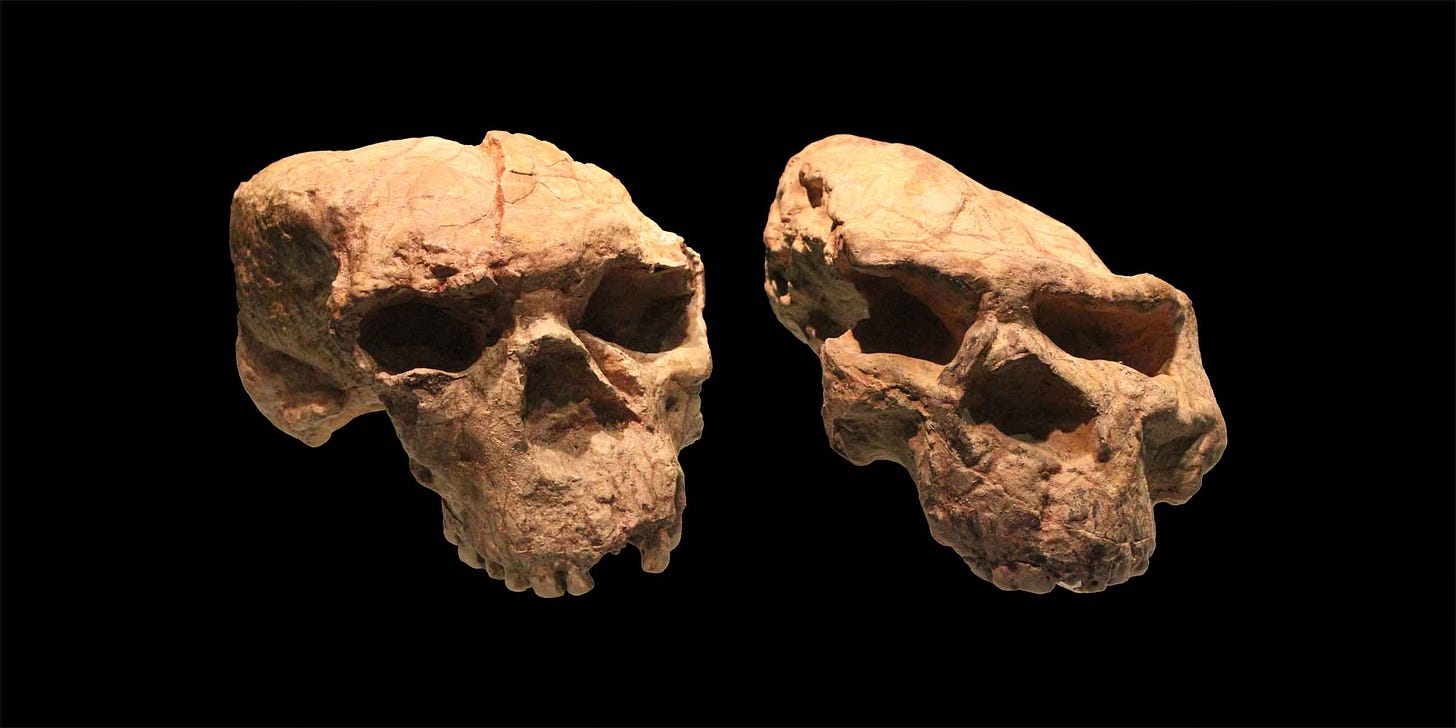 Yunxian 2 and Yunxian 1 skulls pictured against a black background Yunxian 2 and Yunxian 1 skulls pictured against a black background