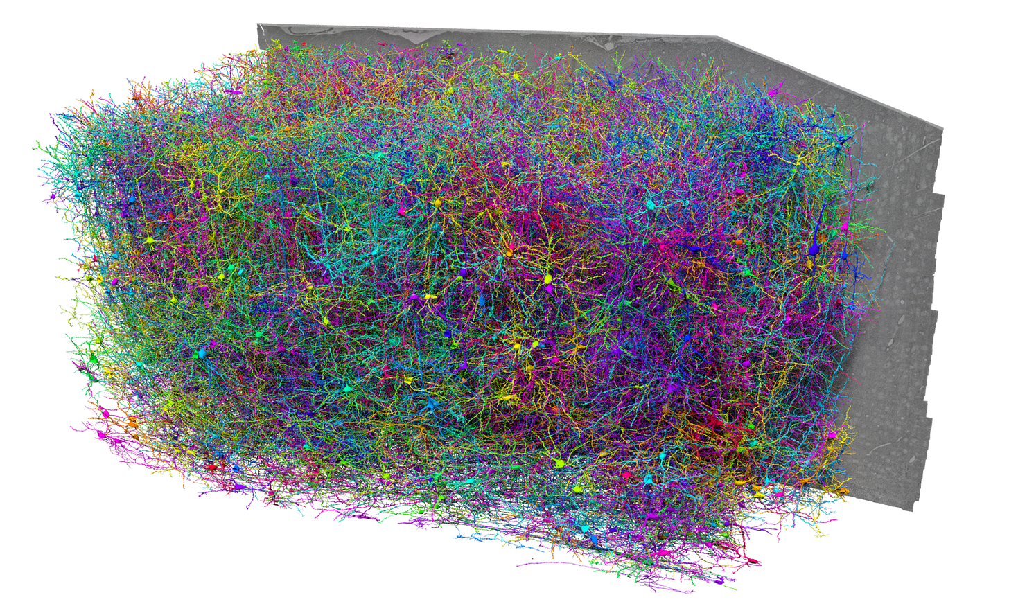 A rendering of the dataset including thousands of individual neurons, but still only showing a small subset of the cells that are in the dataset.  The gray portion shows an electron micrograph of a single section at the back of the dataset.