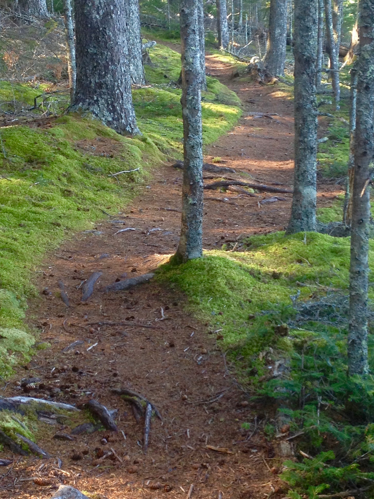 A pine needled padded brown path curving through woods. Gray tree trunks of different sizes with soft looking mosses at their bases.
