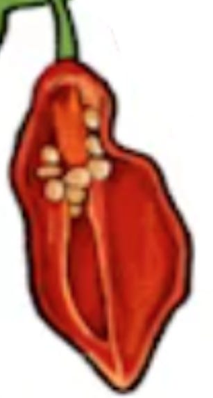 A frontal slice of a red ghost pepper showcasing its septae and seeds A frontal slice of a red ghost pepper showcasing its septae and seeds