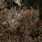 44. The Wild Enchantment Club | Magic and seeking out spider's webs