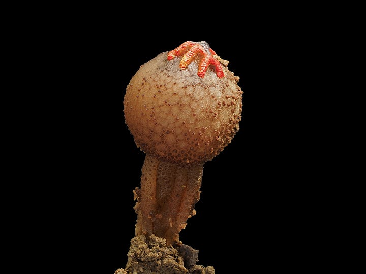 brown puffball mushroom
