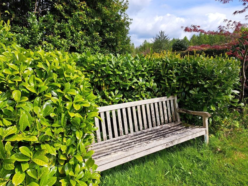 Seat at Veddw Garden copyright Anne Wareham Seat at Veddw Garden copyright Anne Wareham