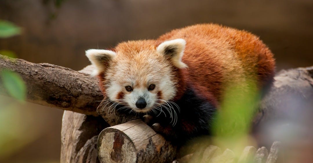 red panda lying on brown log