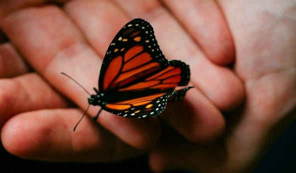 Why Our Economy Should Be Like A Butterfly Why Our Economy Should Be Like A Butterfly