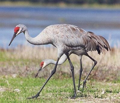 Sandhill_Crane Sandhill_Crane