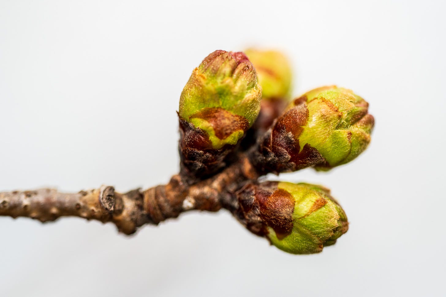 Cherry Blossom Watch Update: March 15, 2026