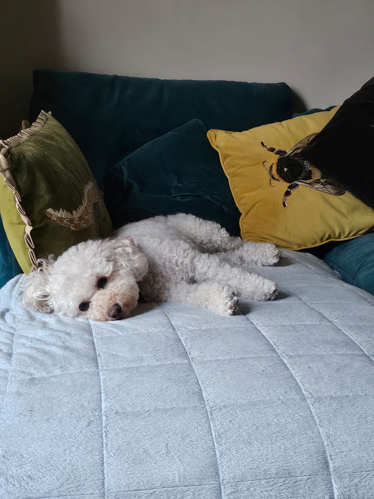 Small white curly-haired dog resting on a blue sofa with bird and bee cushions for the Callie Kazumi Tarot DMs interview.