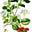crataegus's avatar