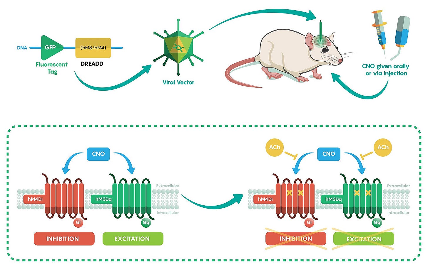 An illustration of DREADDs in basic research. (C) University of Toronto, CC BY 4.0.