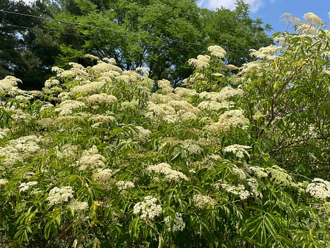 Sambucus nigra, elderberry at weedom. 