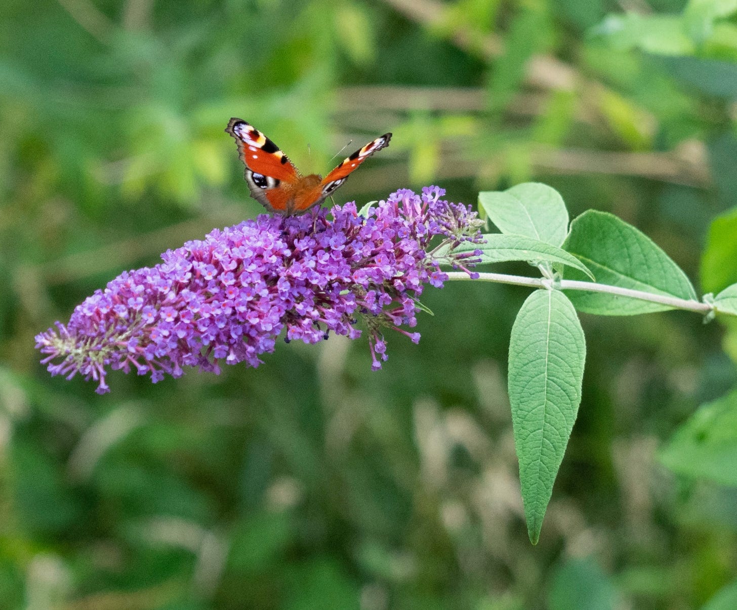 Mauve flower spike on a stem with a peacock butterfly