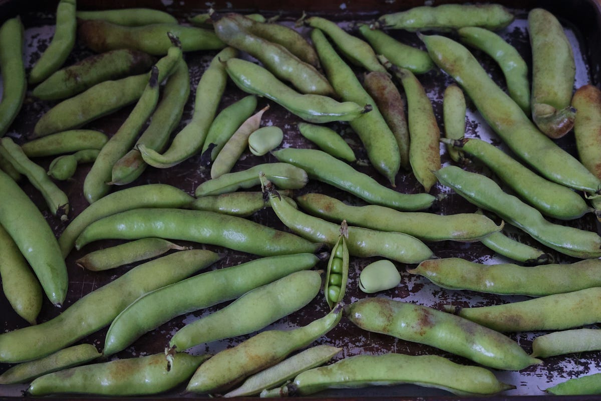fava beans and peas in pods on a baking sheet