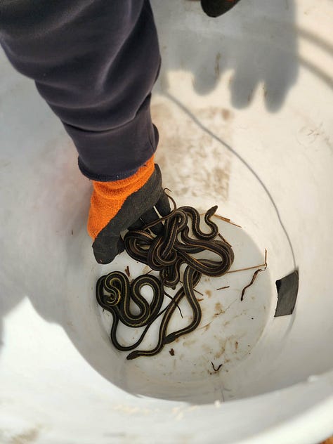 Snakes can be called beautiful instead of scary if we reframe the narrative to positive! Thank you for keeping them safe.