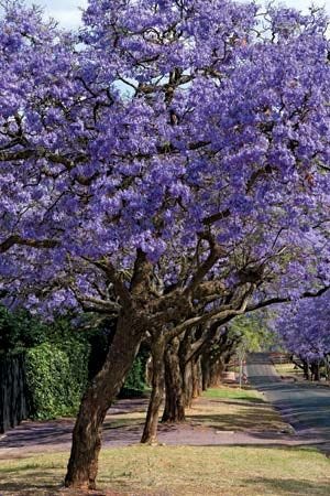 jacaranda - Kids | Britannica Kids | Homework Help jacaranda - Kids | Britannica Kids | Homework Help