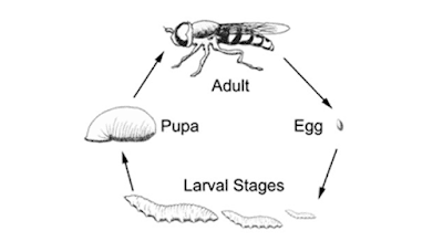 Simplified hoverfly lifecycle showing the stages of development from egg to  the 3 stages of larva, pupation and adulthood and the decisions and events that can occur along the way