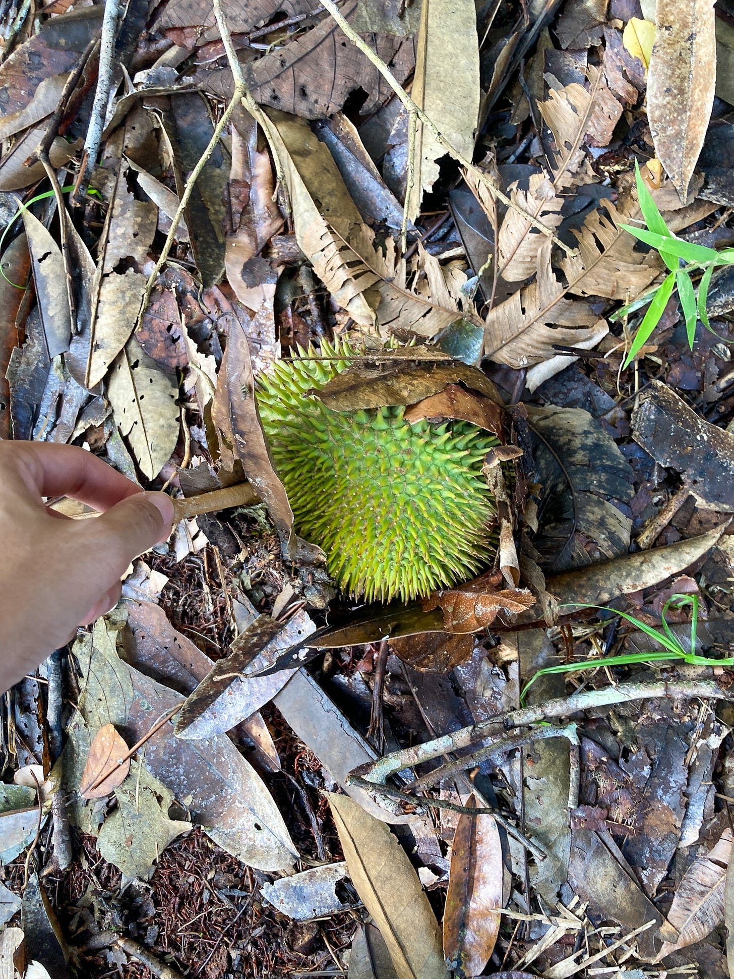 tiny durian tiny durian