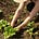 The Suburban Gardener's avatar