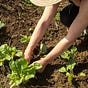 The Suburban Gardener's avatar