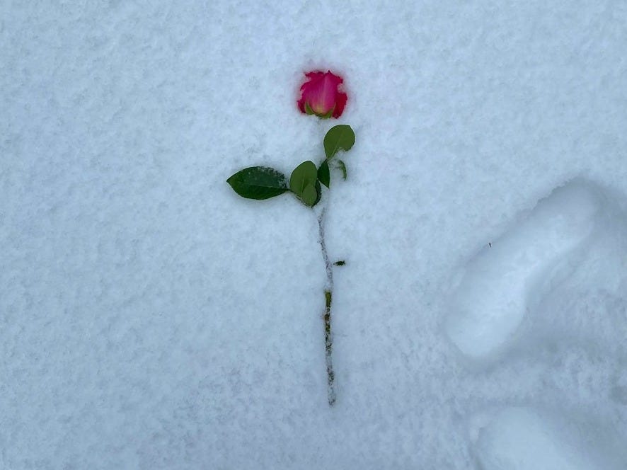 a single rose is poking out of the snow a single rose is poking out of the snow