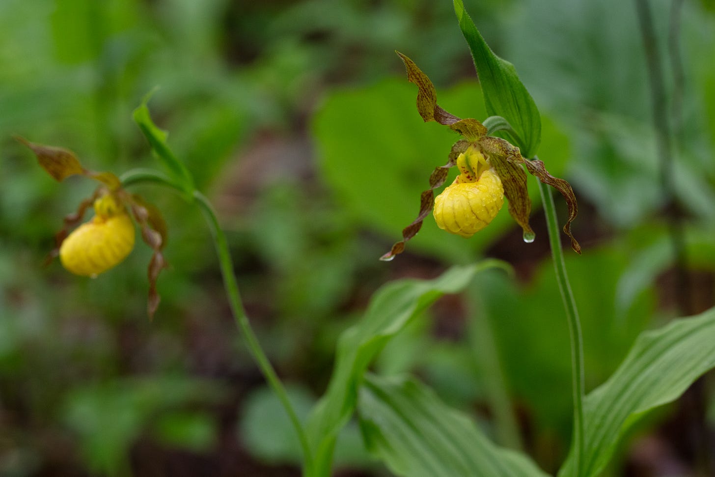 Two orchid plants with flowers that have a big yellow pouch below twisty red-brown tepals, dripping with rain