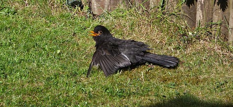 three pictures of a little blackbird in various bits of the garden, looking very relaxed