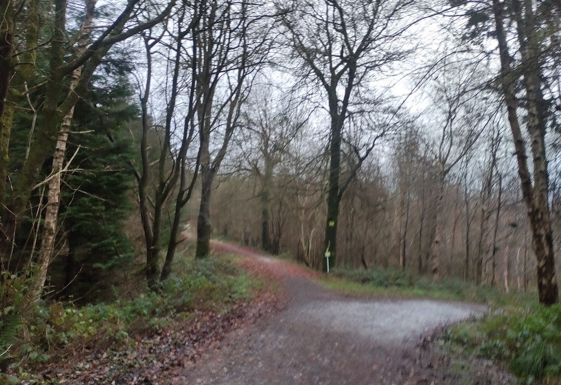 In the woods, a wide path branches left while a sign points to a smaller path heading uphill