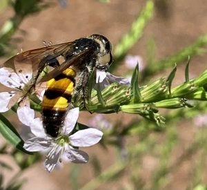yellow and black striped bee on a white native flower yellow and black striped bee on a white native flower