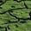 Mossback Musings
