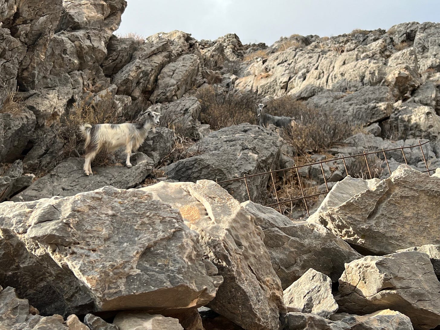 Mountain goats on the rocks (photo by Marie Powell)